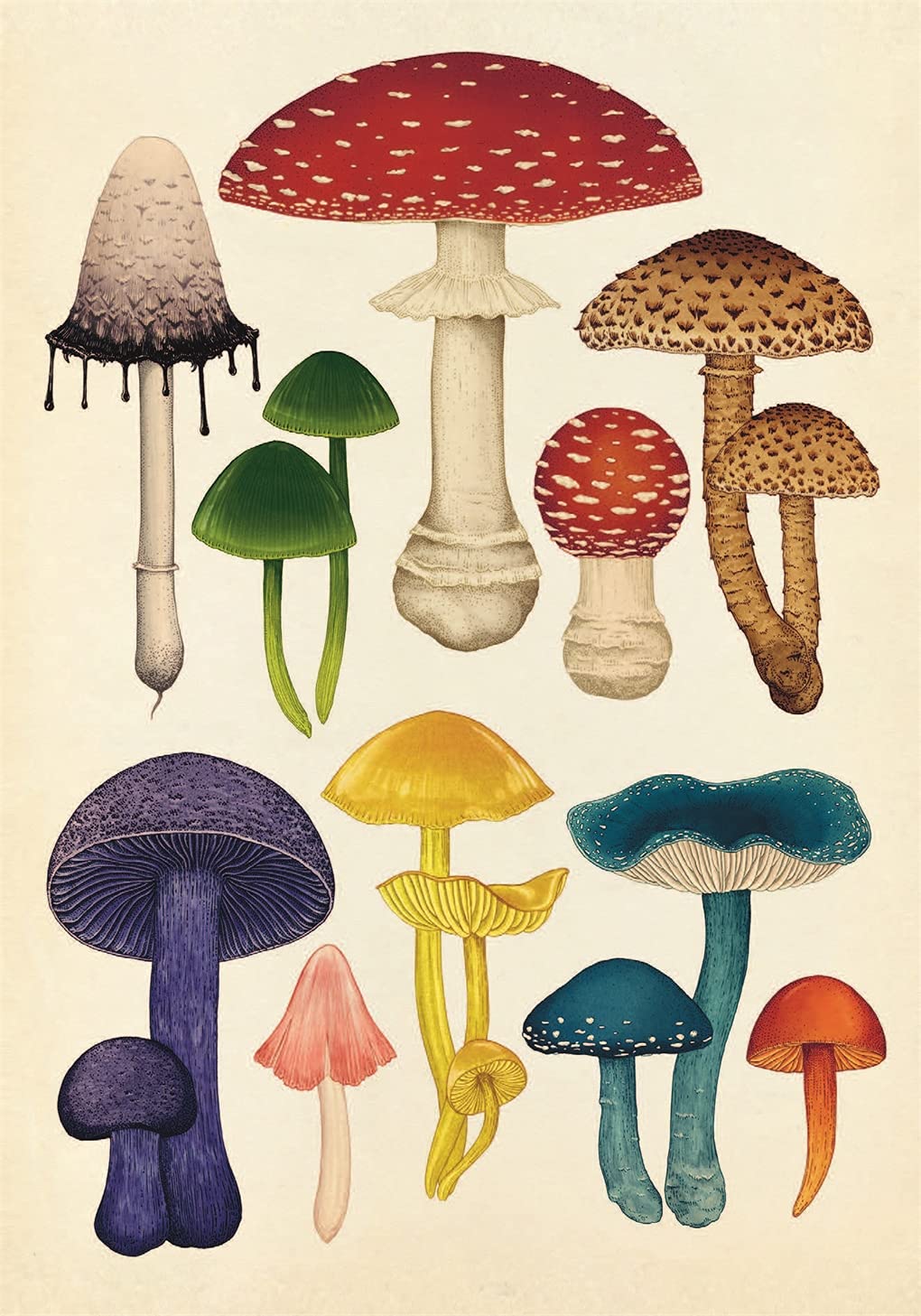 Fungarium Postcards by Katie Scott