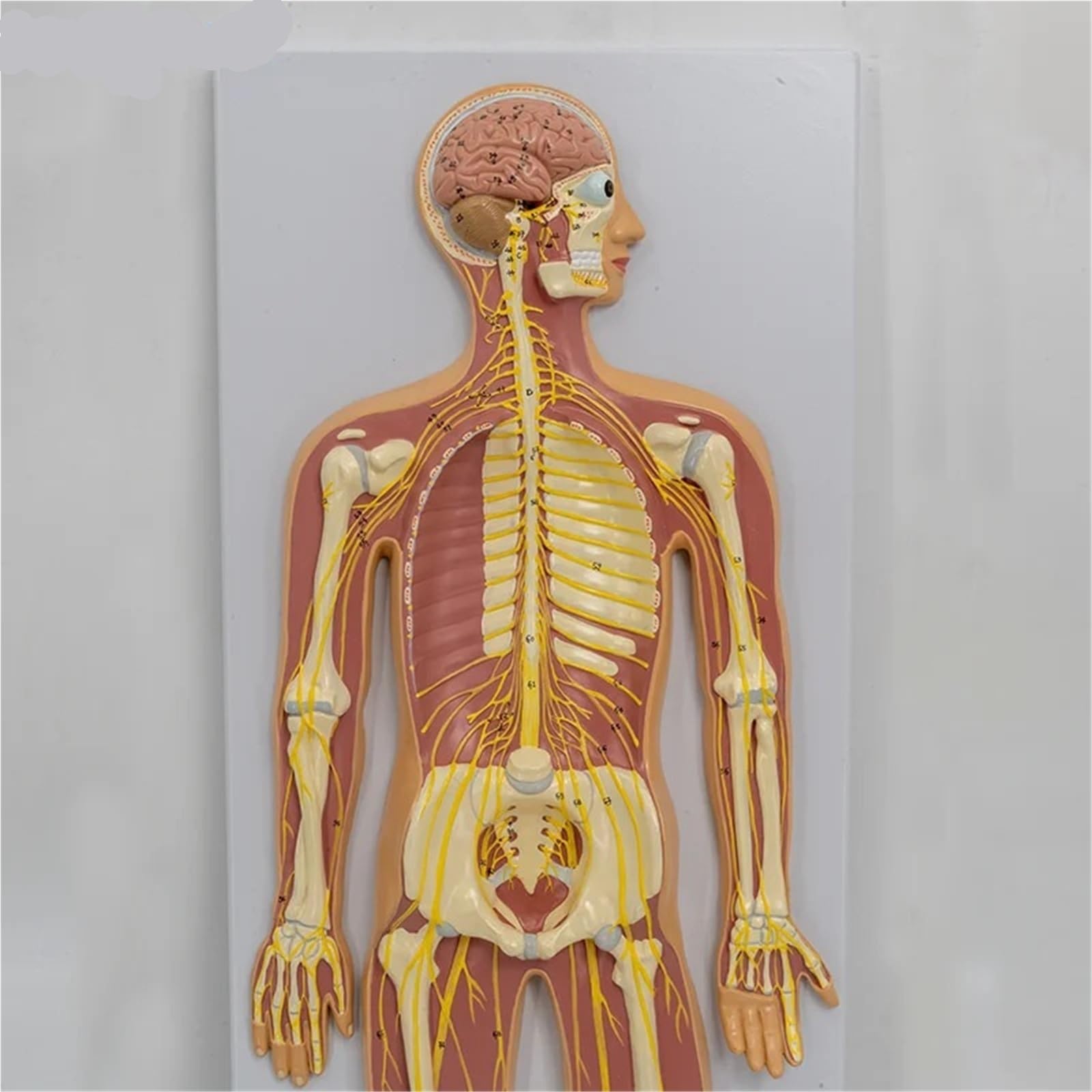 Model anatomii ludzkiego układu nerwowego mózg dystrybucja nerwów kręgosłupa pomoc dydaktyczna wyświetlacz szkieletu 1/2 rozmiar życia
