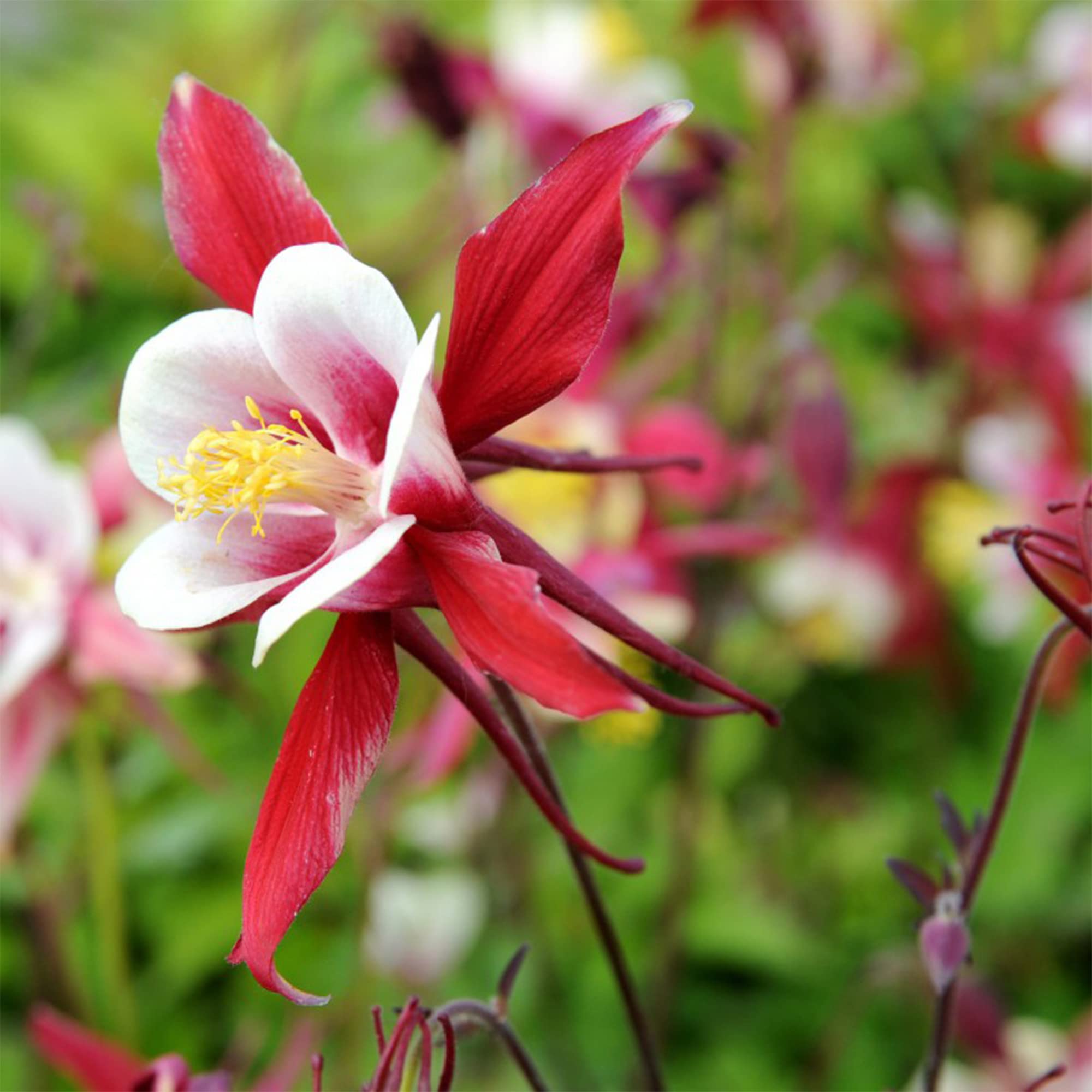 Seminte de Caldaruse Aquilegia Caerulea Mckana Giants Mix