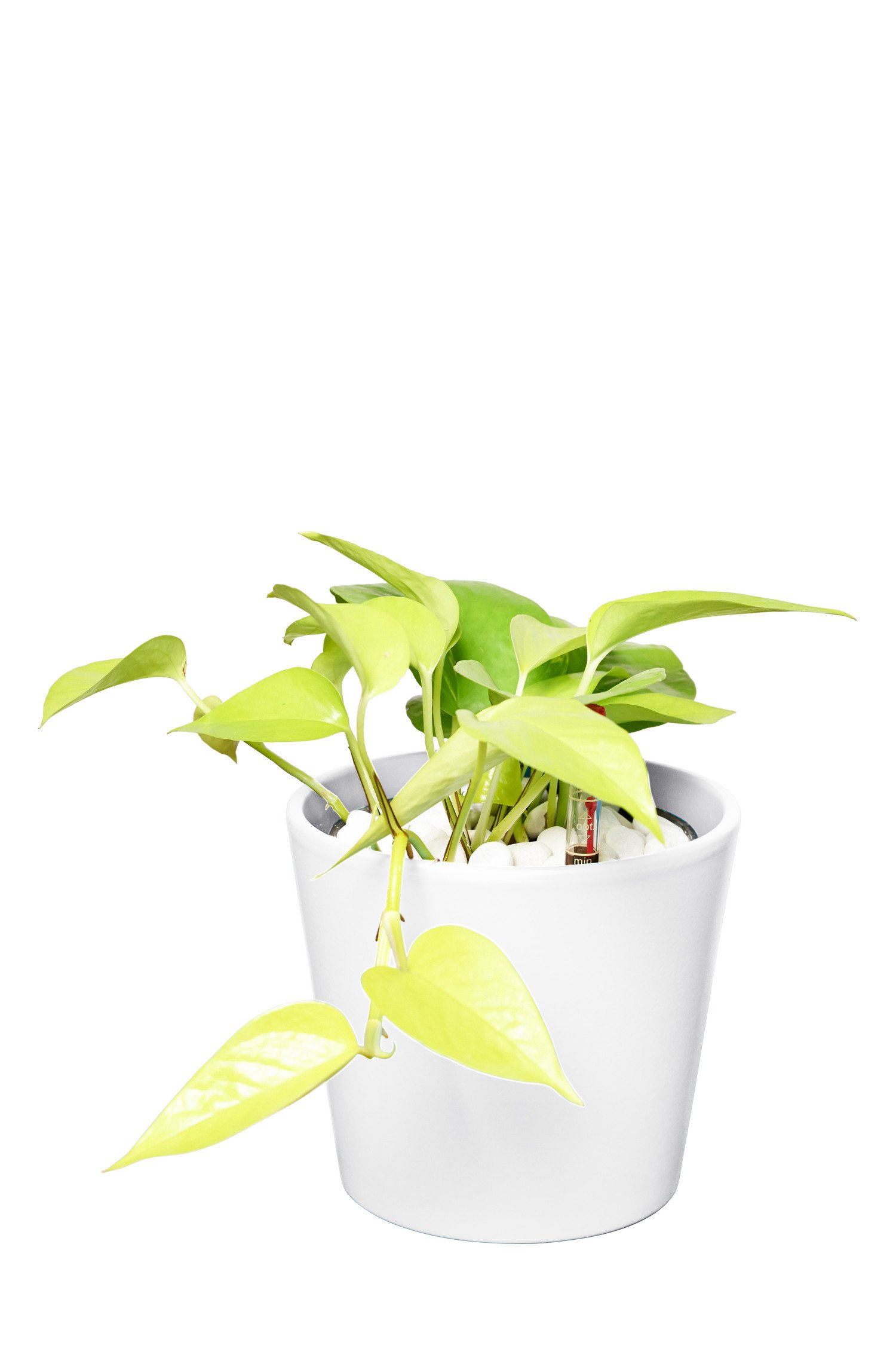 farn hydrokultur kaufen Büropflanzen Set Farn-Efeutute – Green Me Up main image 0