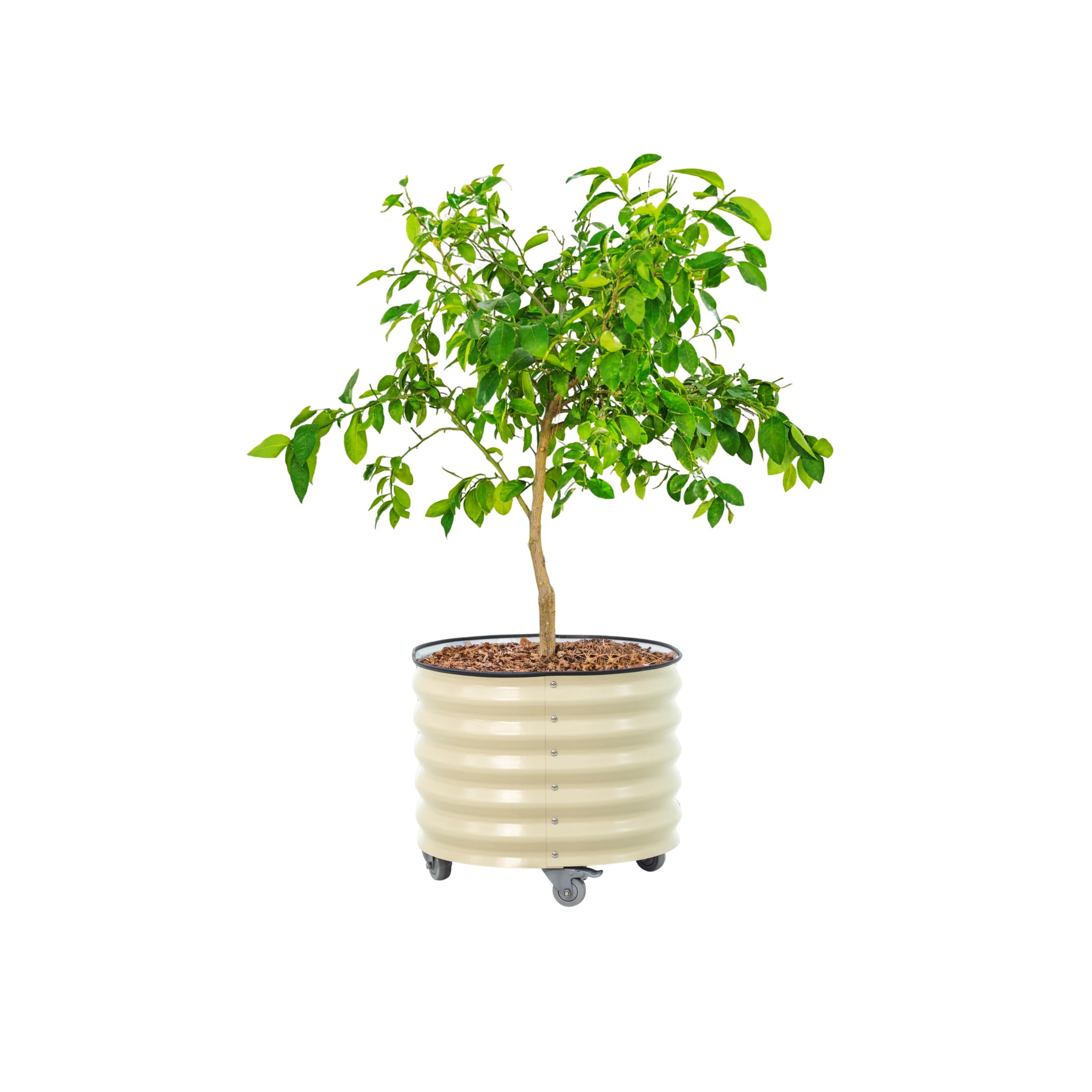 Rolling Metal Citrus Tree Planter Pot 30 Gallon
