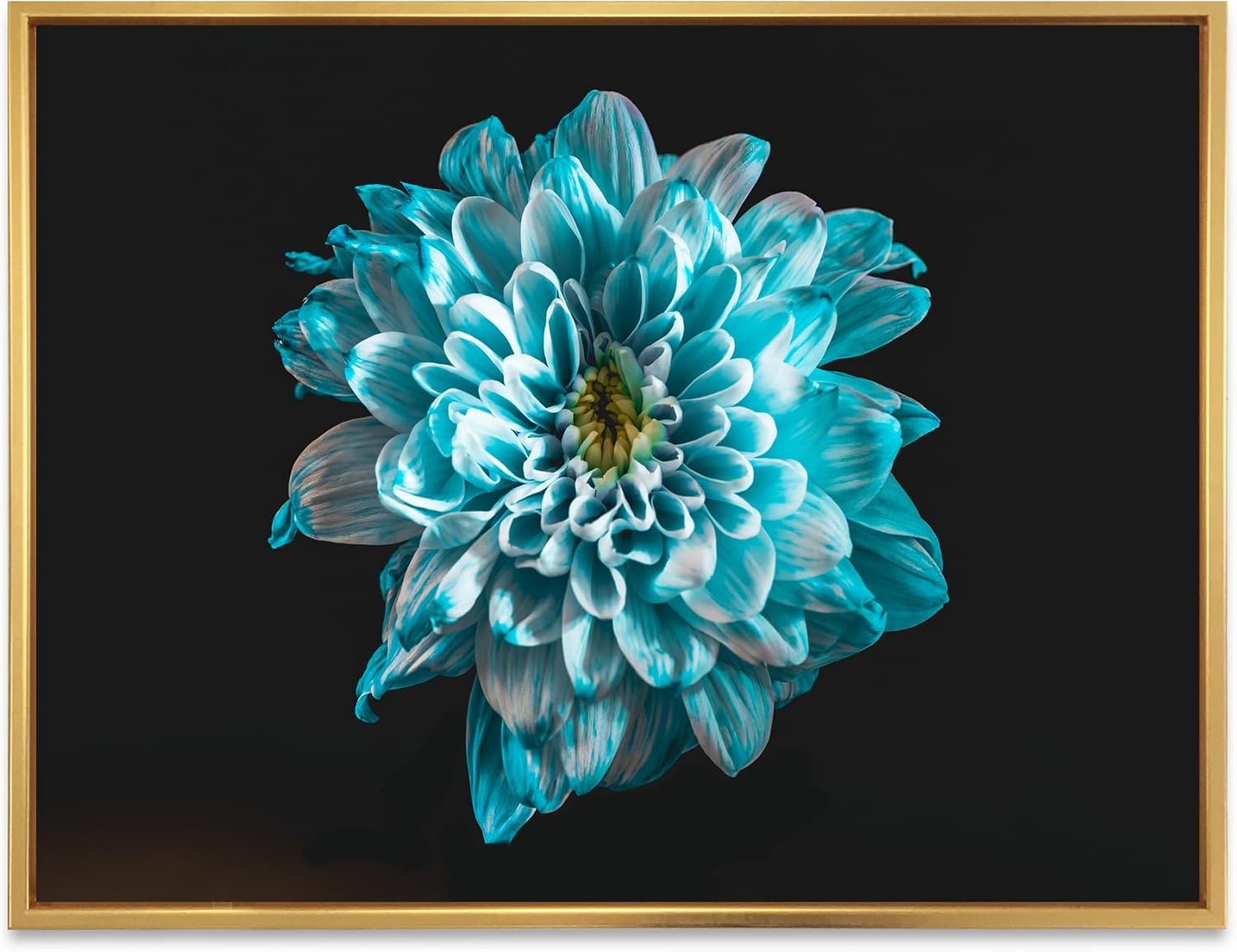 Close Up of Flower With Blue and White Petals - Traditional Framed Canvas Wall Art Print 36"L x 36"W FLOAT36065