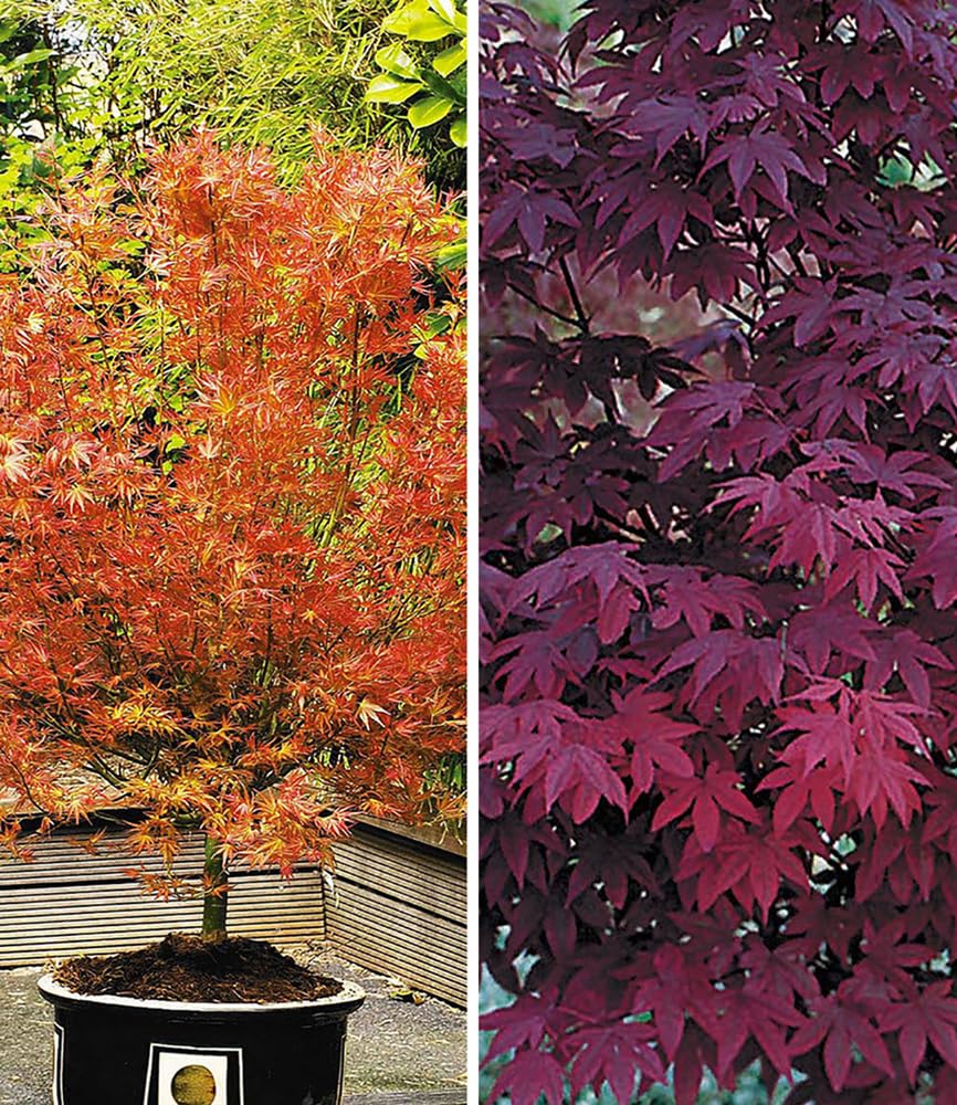 BALDUR Garten 2er Japanische Ahorn Kollektion winterhart, Pflanzen im 12 cm-Topf, Ahornbaum, Fächerahorn, winterhart, pflegeleicht, Acer palmatum, Acer palmatum atropurpureum