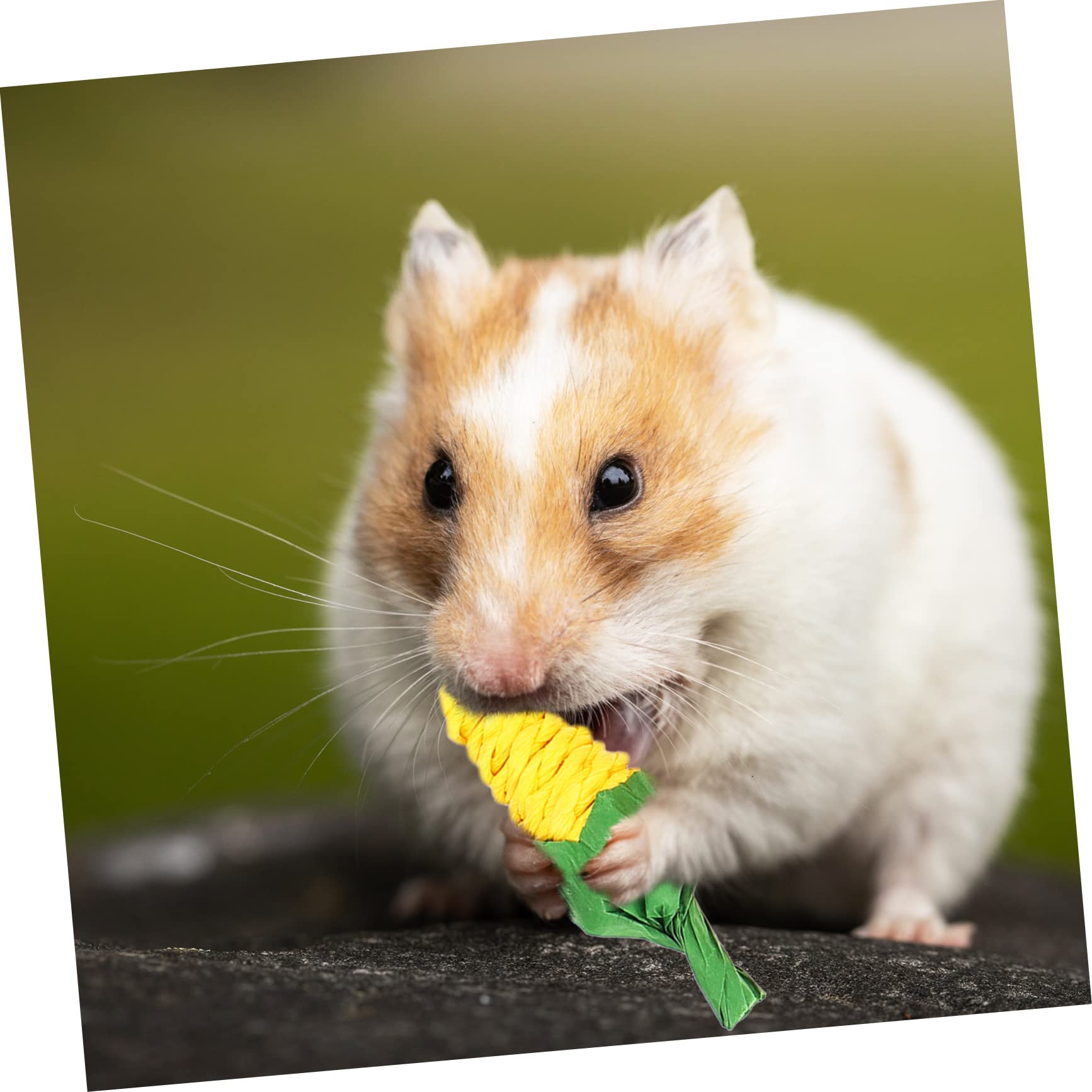 BESPORTBLE 5sets Giocattoli Da Masticare Per Conigli e Criceti Brillanti e Design Creativo Per Gioco e Comportamenti Distruttivi Sicuri e Attraenti Per Animali Domestici