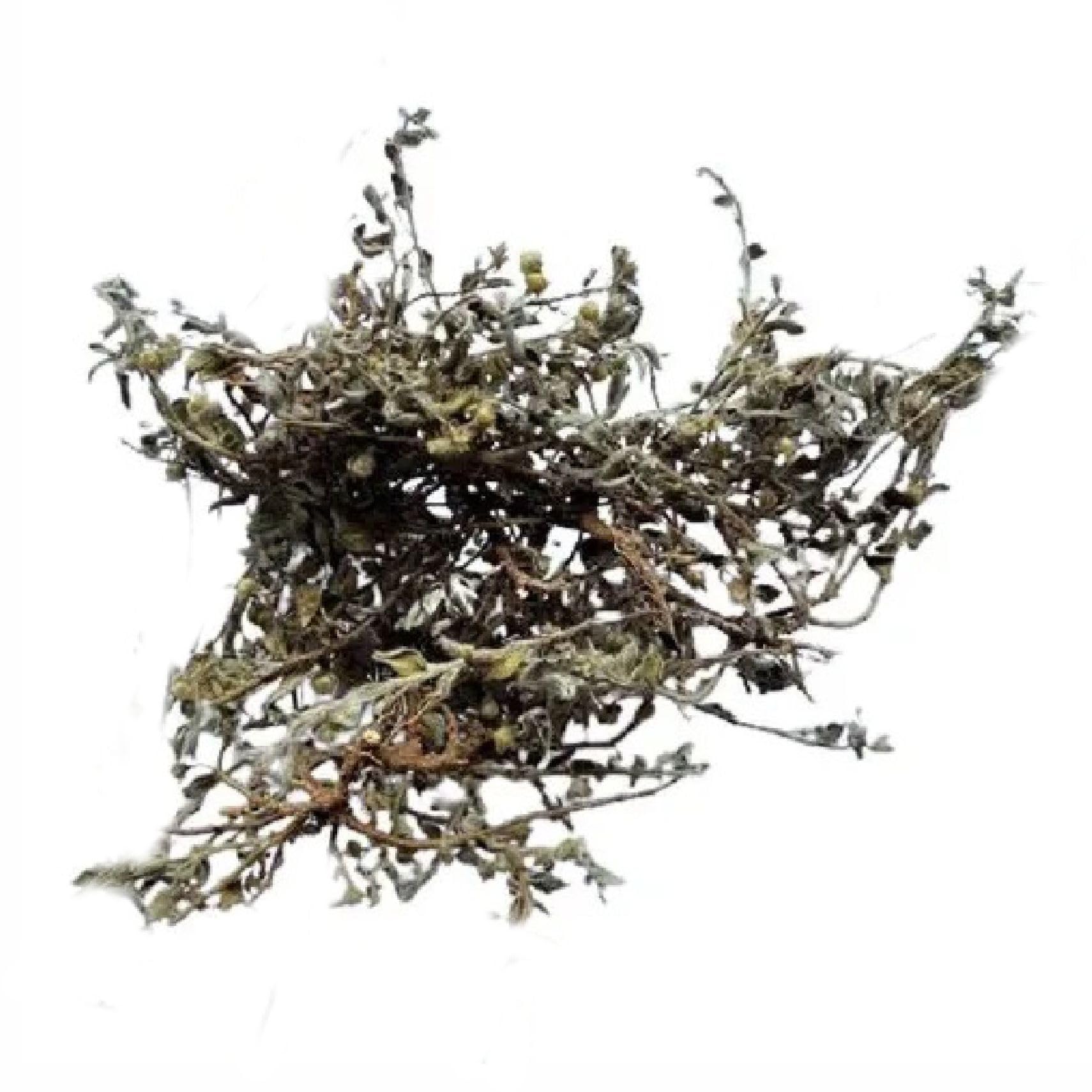 Dr. Arya's Shankhpushpi 100g | Convolvulus Pluricaulis, Shankhini, Kambumalini, Samkhapushpi, Sadaphuli, and Sankhaphuli | For Tea, Superherb for Memory & Sleep, Helps with Headache | 100gm - Image 3 thumbnail
