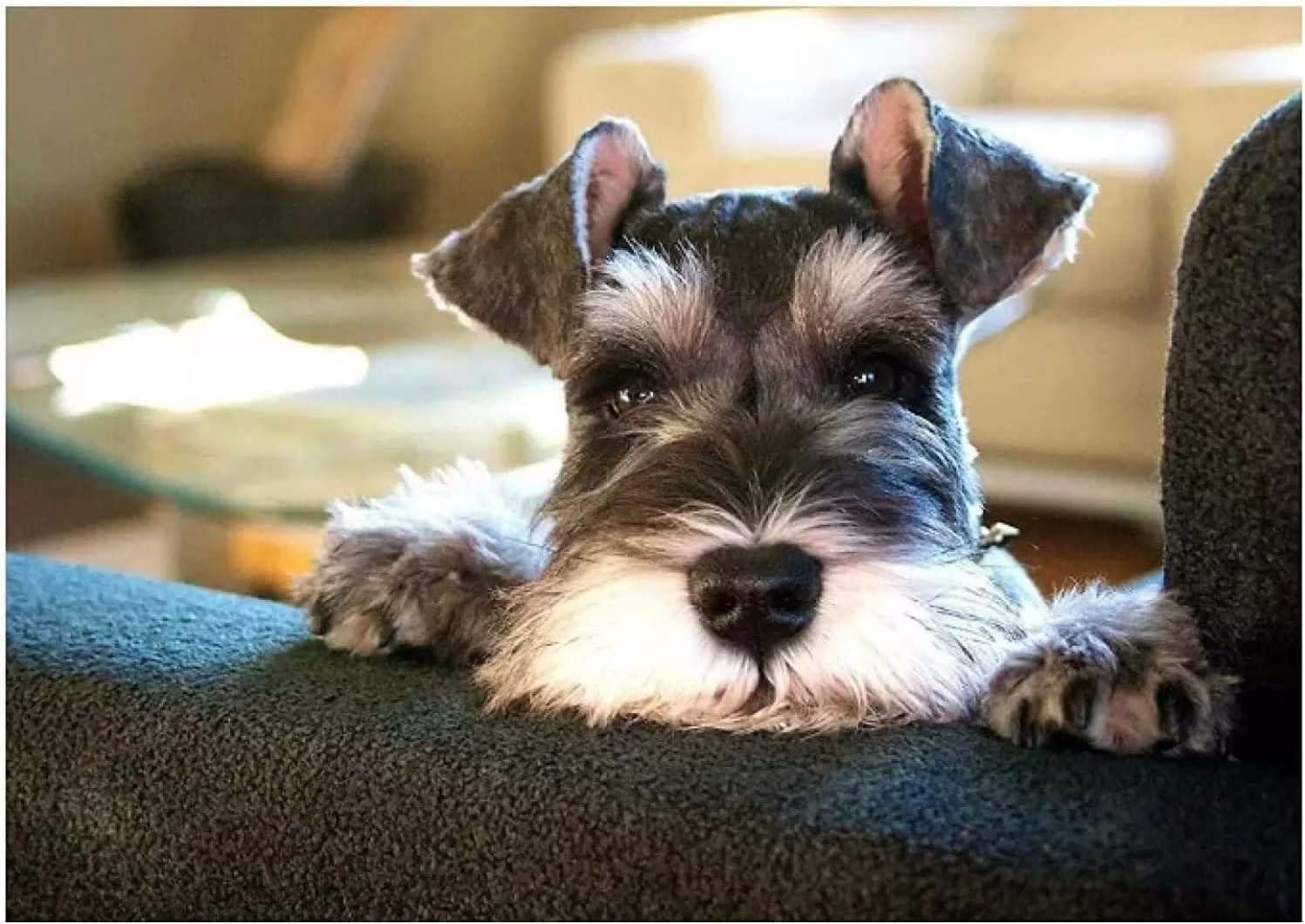 Large Puzzle Games Toys 1000 Pieces Wooden Puzzles Schnauzer DIY Educational Puzzle Suitable for All Living Room Prop Art Pictures Educational Toys