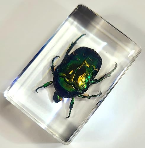 Miniatura 6 de Escarabajo británico Chafer de rosa real de 1.732 pulgadas en resina de lucita cristalina, muestra preservada de cetonia aurata, insectos,