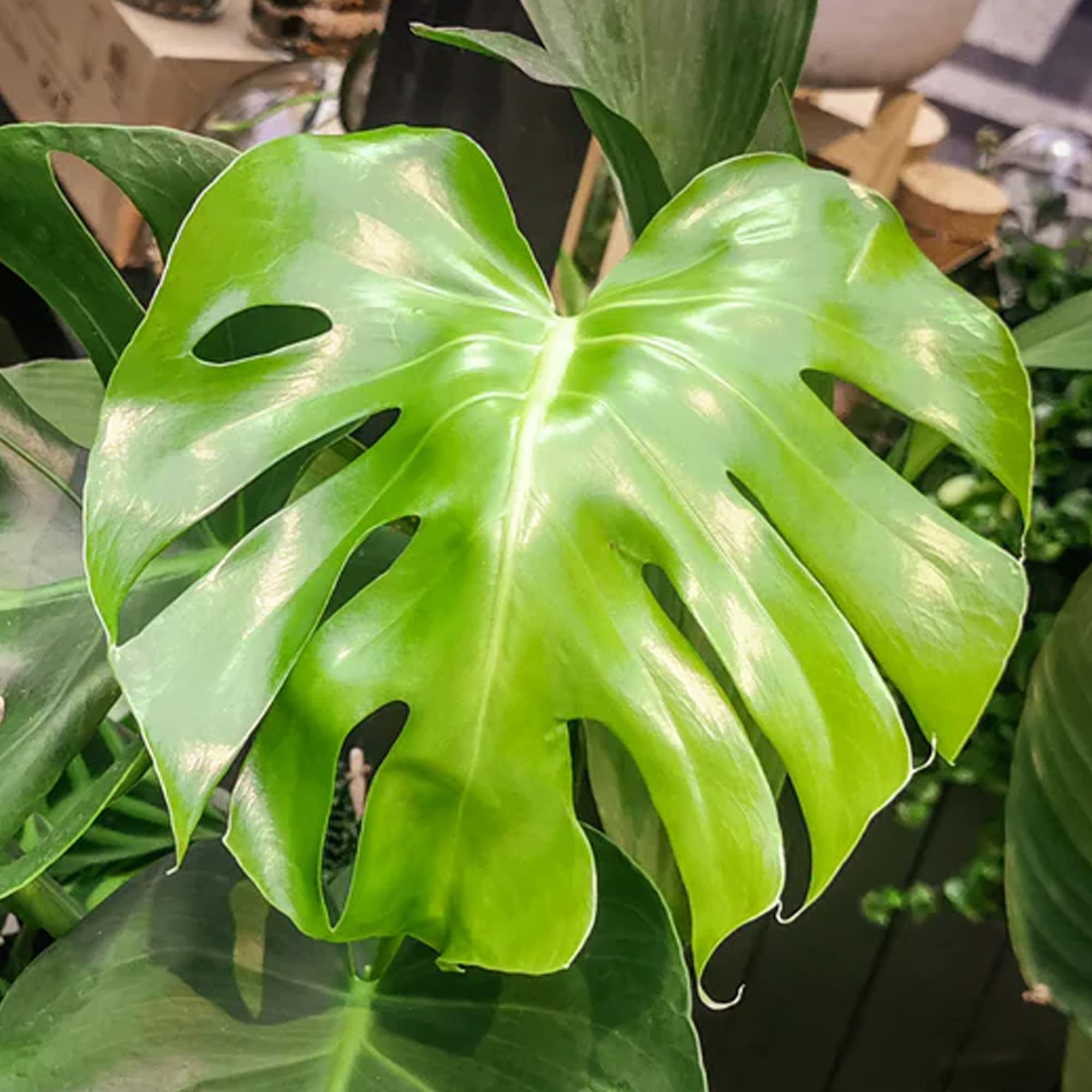 Monstera Deliciosa plante d'intérieur arbuste persistant en pot