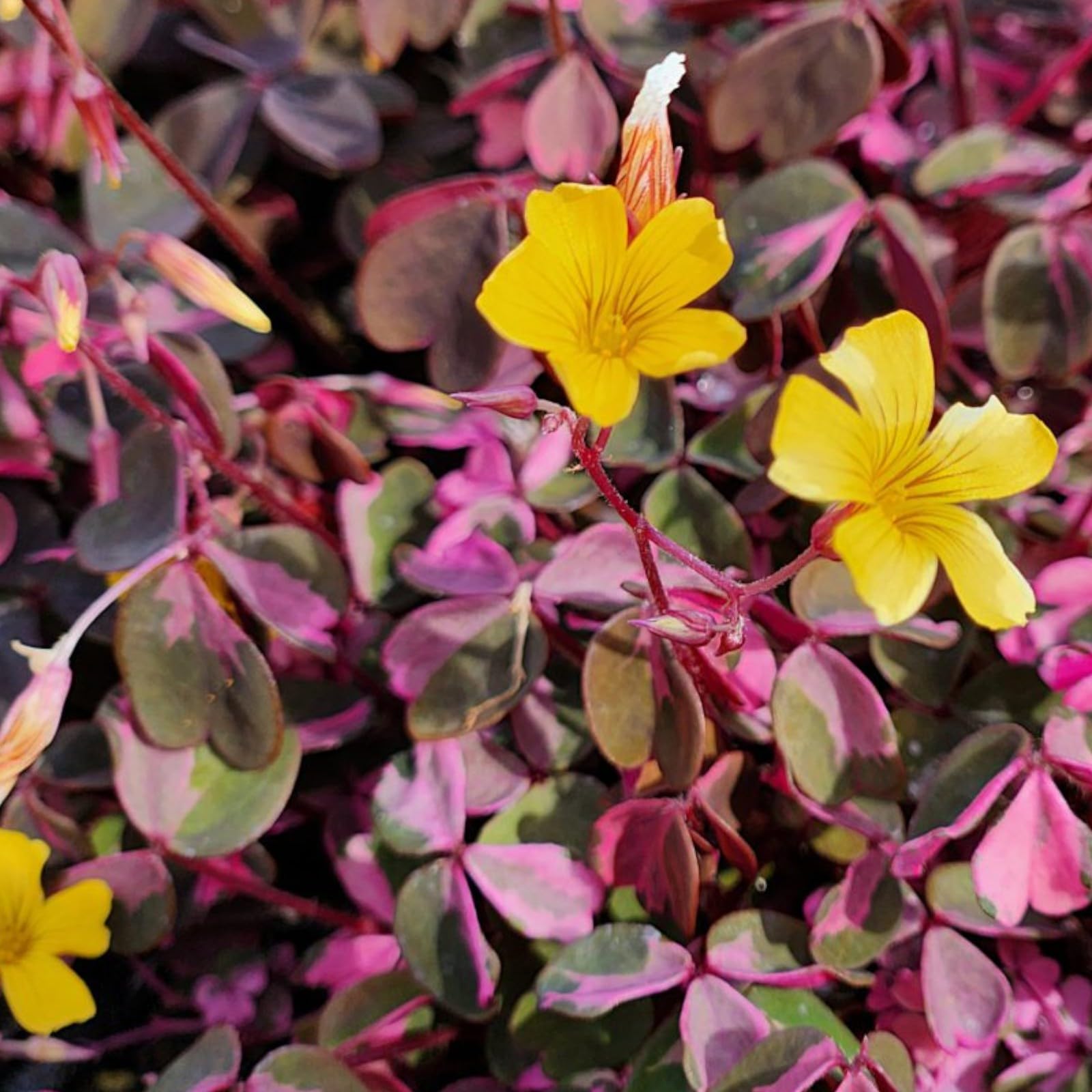 Carbeth Plants Oxalis Spiralis Crazy Pink - Hardy Perennial Shamrock Plant with Vivid Pink Foliage & Yellow Blooms - Perfect for Borders, Pots & Pollinator Gardens (3)