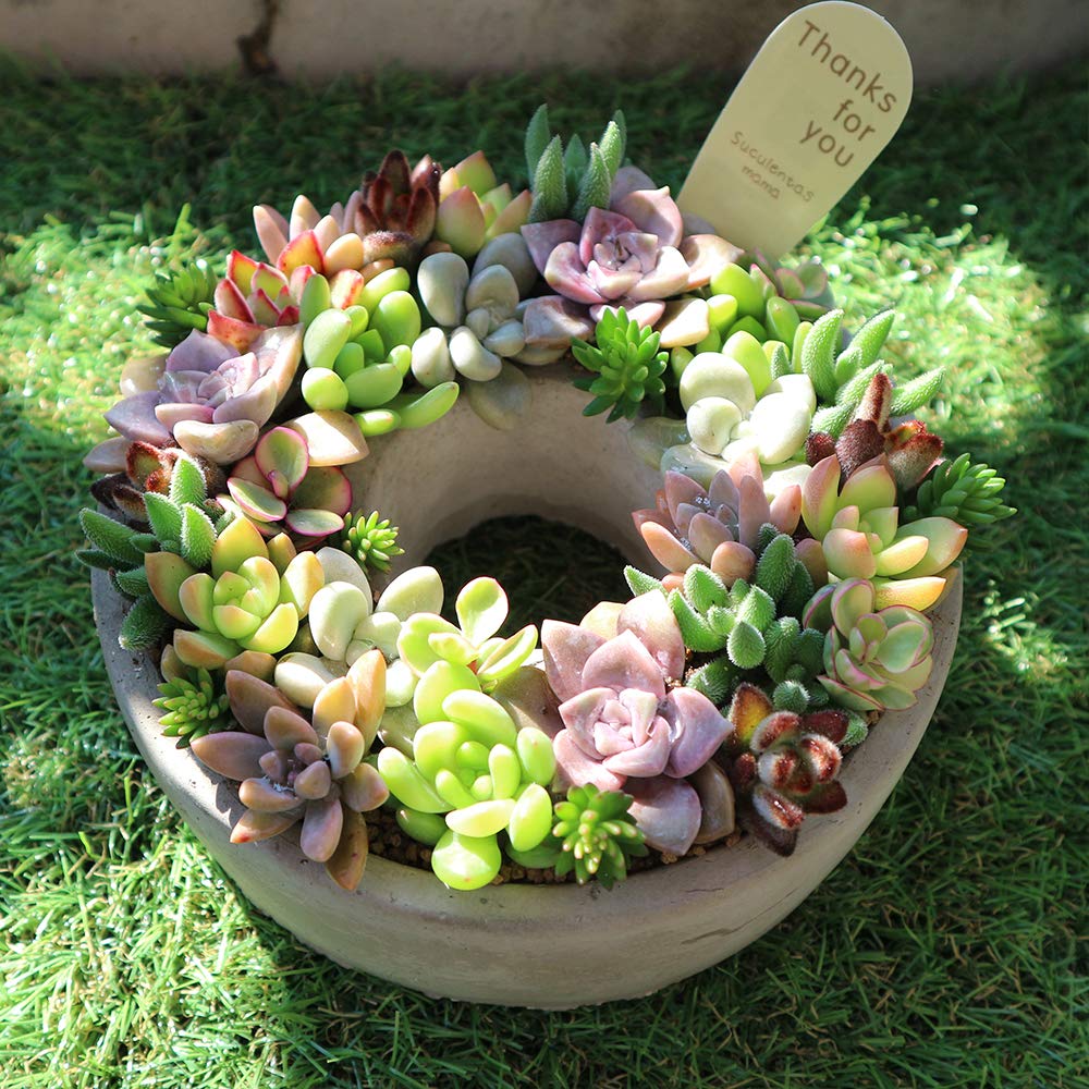 Amazon.co.jp: 多肉植物 寄せ植え succulent wreath M(多肉リースM 