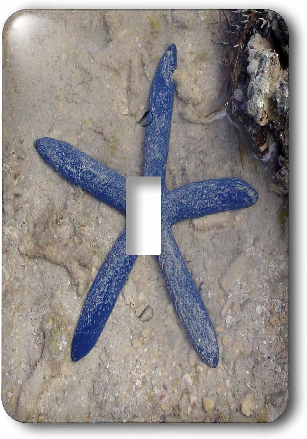 3dRose lsp_22794_1 Rare Blue Sea Star Starfish Waters of Malolo Island Fiji Light Switch Cover