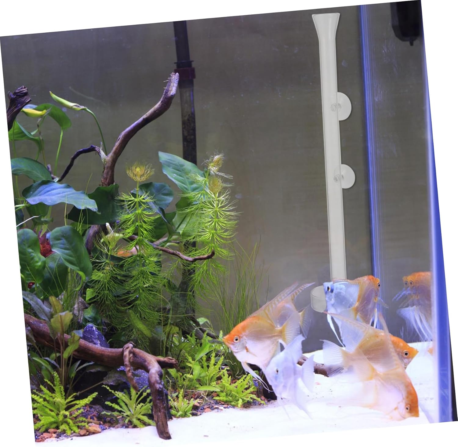 COLLBATH 1set Shrimp Feeder Tray for Aquariums Fish Accessory Easy to Clean Tool for Shrimp and Fish