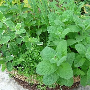 Amazon.co.jp: 「アップルミント」ハーブ10.5cmポット苗 通年