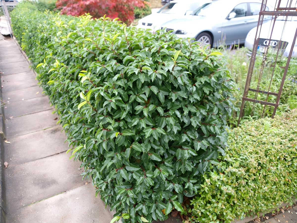 Stauden Gänge 10 x Prunus lusitanica Portugiesischer Kirschlorbeer
