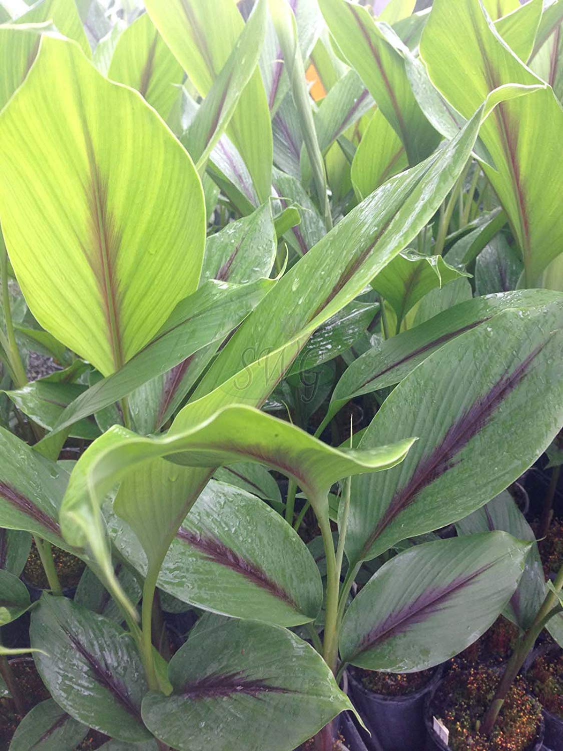 See full amazon price history chart for Black turmeric, kali haldi three month old Black turmeric, kali haldi three month old (B07YRH66NS) Amazon Price History, Amazon Price Tracker
