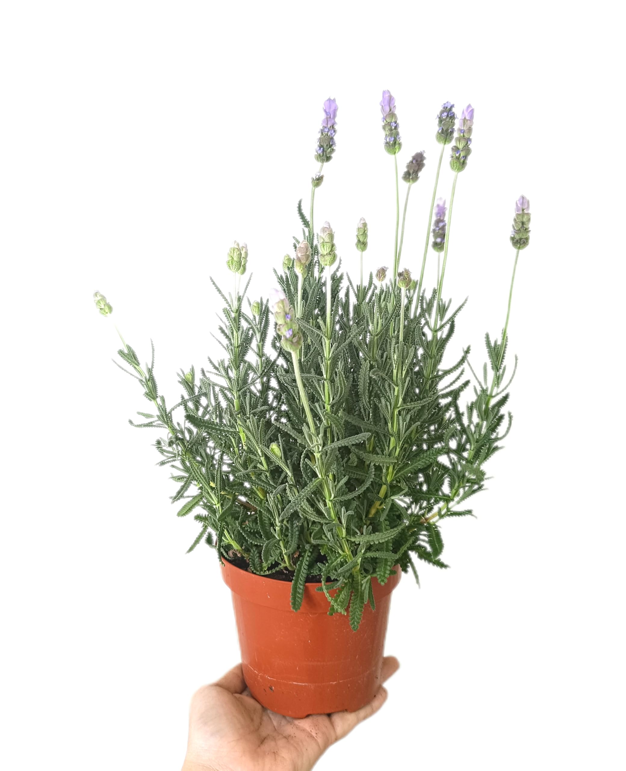 PACK DE 10 PLANTAS DE AROMÁTICAS VARIADAS NATURALES DIFERENTES VARIEDADES | ARÓMÁTICAS | FRESCURA | NATURALEZA | ECO | COCINA | VIDA | VERDE