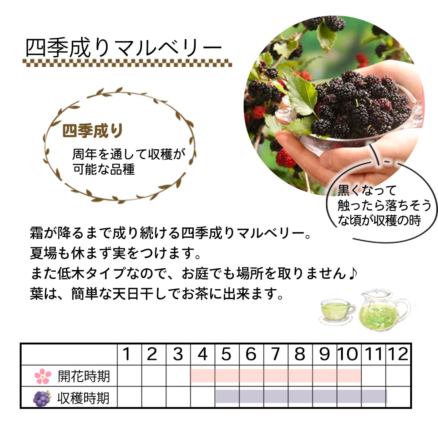 長桑　四季なり　桑苗　確認用 Amazon.co.jp: 四季成り マルベリー 苗 シャルロットリュス 15cm