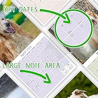 Vista 499 de Razas de Perros 2017