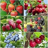 1500Pcs Mix Fruit Seeds for Planting-6 Varieties Including 400 Strawberry 200 Blueberry 300 Raspberry 300 Mulberry 200 Cranberry and 20 Cherry