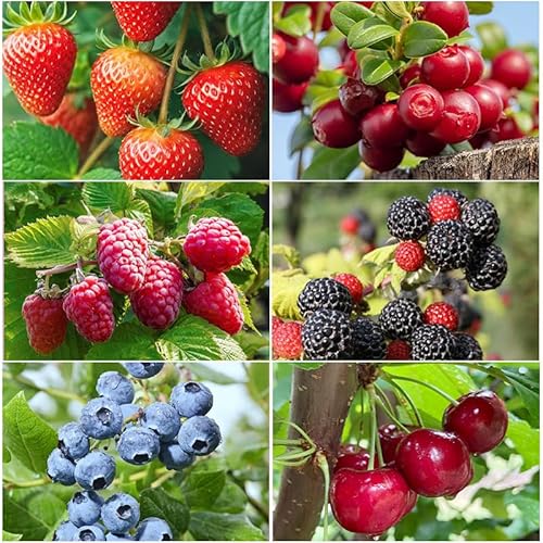1500Pcs Mix Fruit Seeds for Planting-6 Varieties Including 400 Strawberry