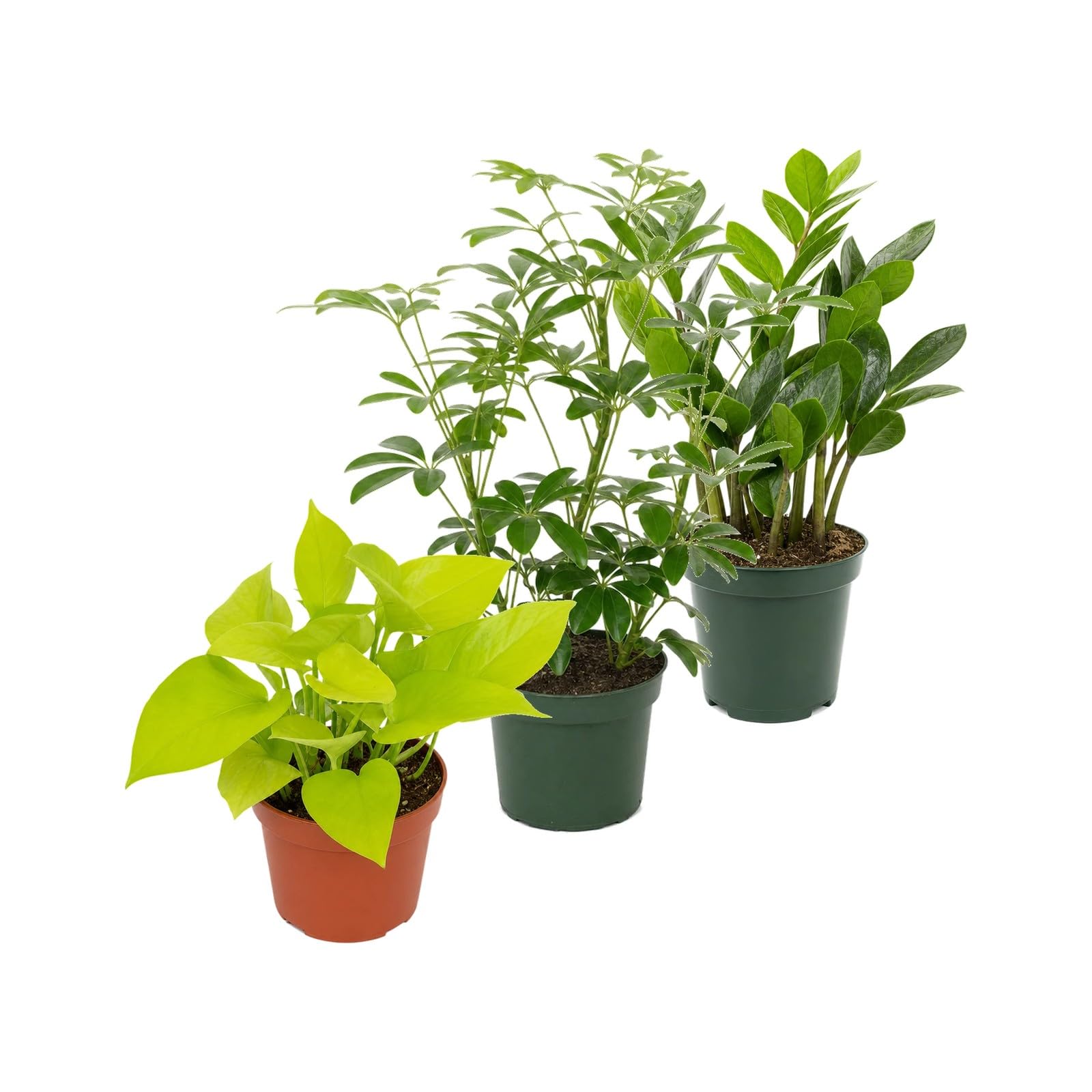 Pack 3 Plantas DECOALIVE: Poto Amarillo, Cheflera Verde y Zamioculca