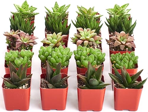Miniatura 2 de Shop Succulents Colección Haworthia  Surtido de plantas suculentas de interior seleccionadas a mano, totalmente arraigadas, seductoras en miniatura,