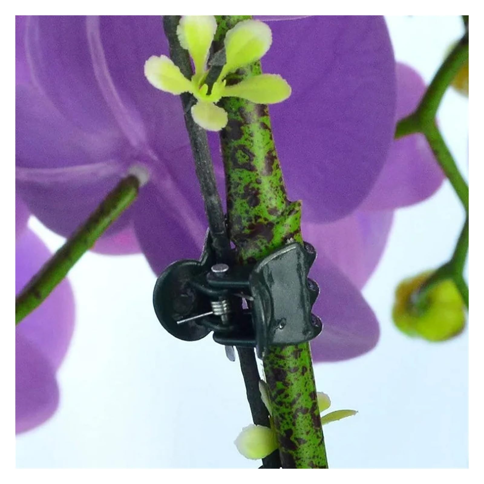 Generico 100 Clip for Piante a 6 Artigli, Chiusura for Stelo rampicante, Ramo di Mini Morsetto Legato