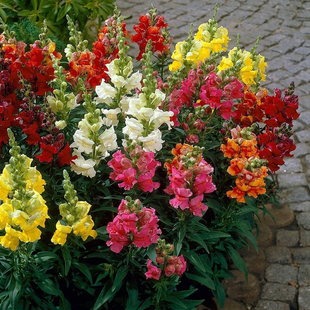antirrhinum flower seeds home garden flower seed hybrid flower seeds winter flower seeds 50 above seeds (B0BJVXL4DZ) Amazon Price History, Amazon Price Tracker