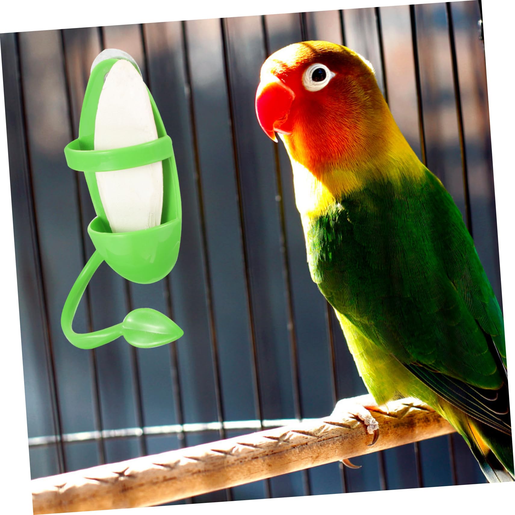 DOITOOL 4sets Supporto Per Uccelli Con Cuttlebone Rack Per Alimentazione Parrot Accessori Per Nutrimento e Gioco Completo Con Cuttlebone Per Pappagalli e Altri Volatili