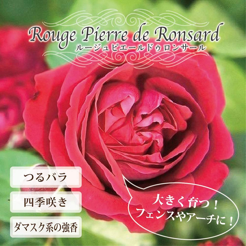 Amazon.co.jp: 四季咲きつるバラ 【ルージュピエールドゥロンサール