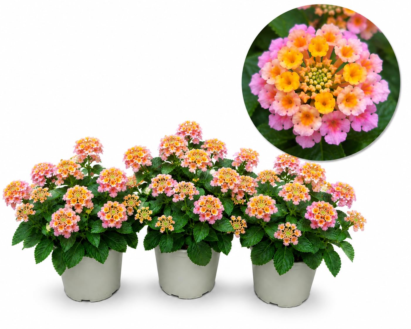 POWERS TO FLOWERS - LANTANA CAMARA ROSA PESCA, 3 PIANTE, VASO 14CM, piante vere