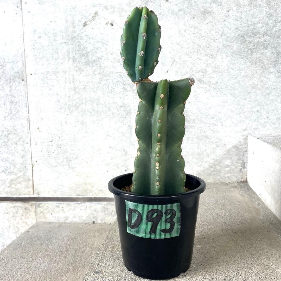 Amazon.co.jp: 鉢植え 柱サボテン ヌーダム トゲ無し ブランチ 沖縄