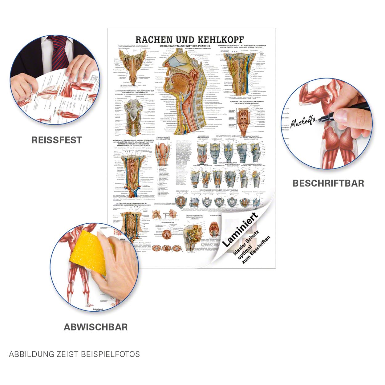 Sport-Tec Rachen und Kehlkopf Lehrtafel Anatomie 100x70 cm medizinische Lehrmittel