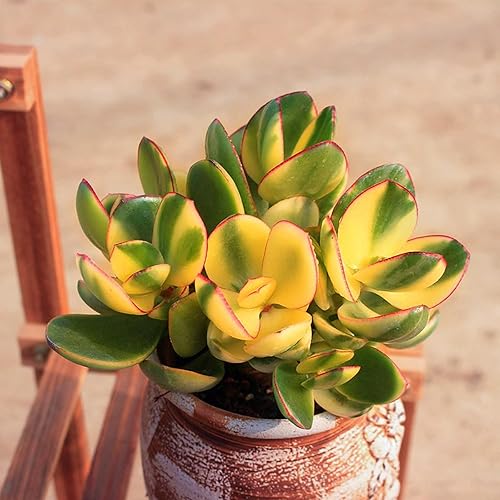 Miniatura 4 de Sprout N Green Golden Jade - Crassula Ovata 'Hummel Sunset', rara planta suculenta linda totalmente enraizada en maceta de 2 pulgadas