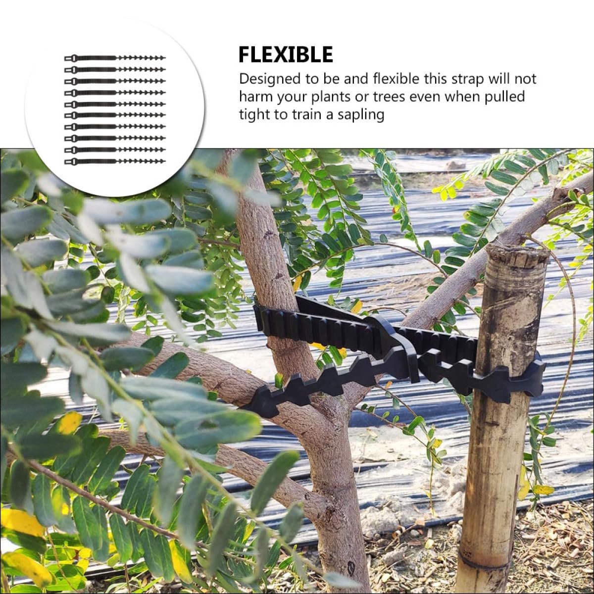 Luxshiny 10 Stück Verstellbare Baumbefestigungsbänder aus Flexiblem Gummi Praktische Astbinder für Pflanzen und Bonsai zur Unterstützung von Obstbaumzweigen im Garten
