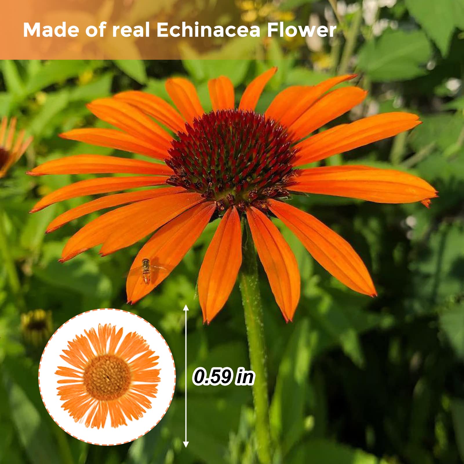 60 Stück getrocknete Blumen für Harz, orangefarbene gepresste trockene Nadel, Chrysanthemen-Blumen für Kerzenherstellung, Schreibtischlampe, Basteln, Schmuck, Handyhüllen, Hausdekoration
