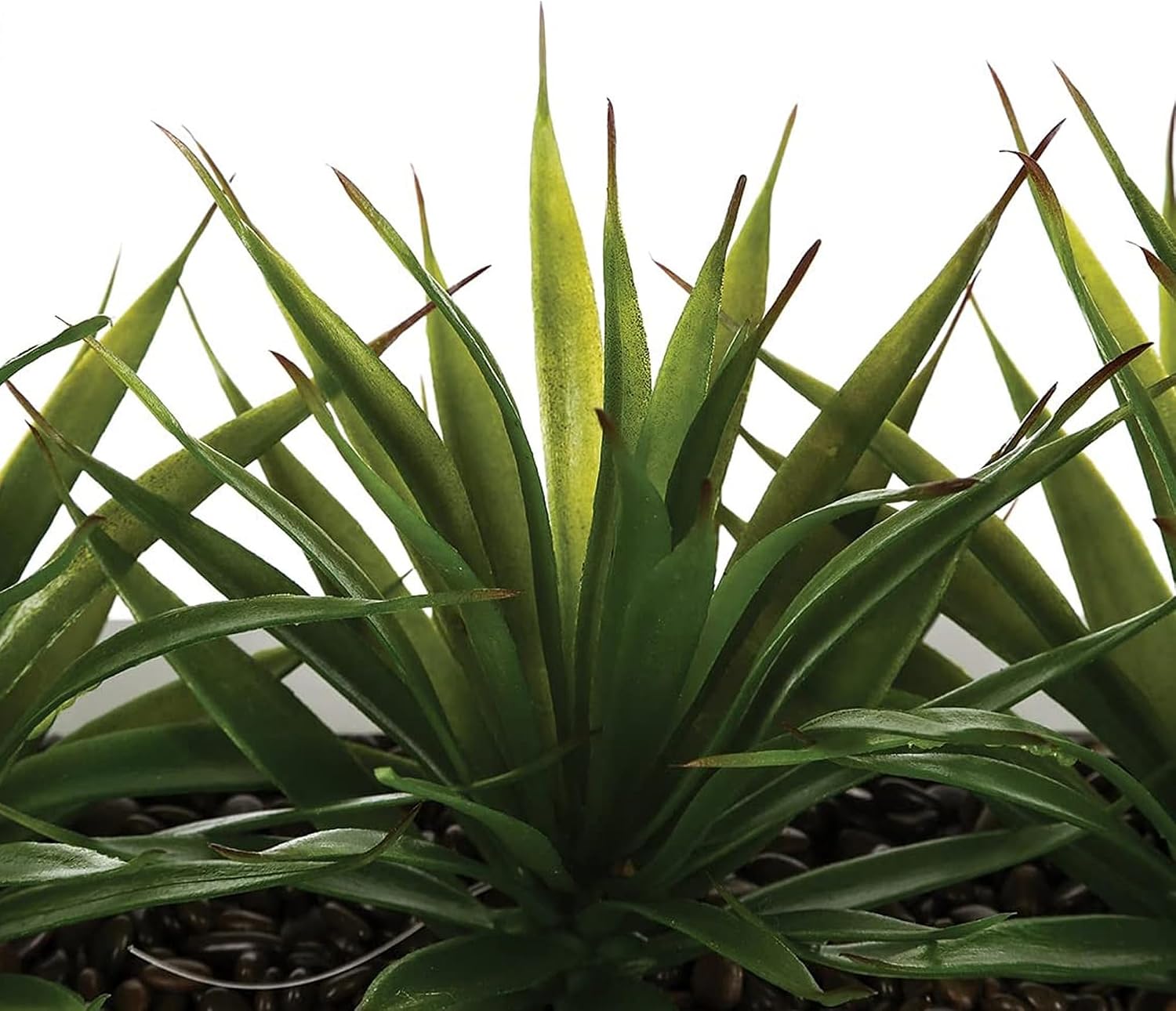 Well Home Decorative Table Topper with 3 Plants Aloe Vera Height 17 cm