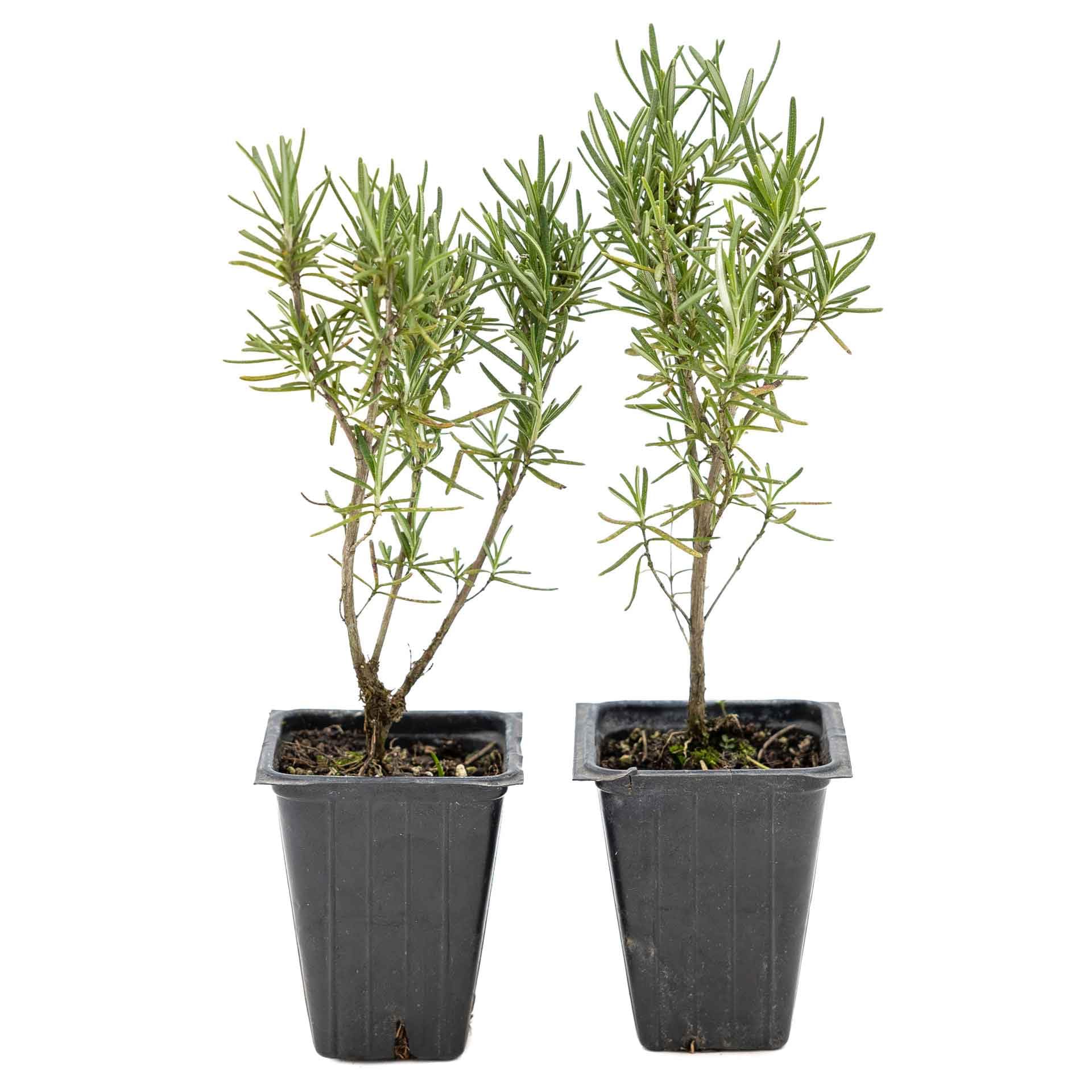 2 Tuscan Blue Rosemary
