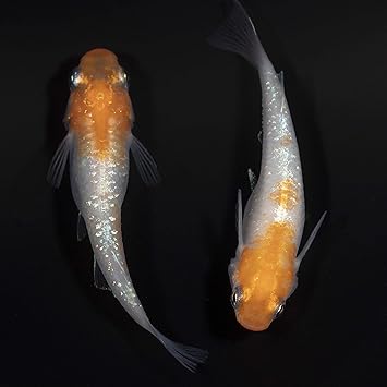 Amazon 保障2匹付き メダカ 凜華紅白 稚魚10匹 生体 種類 めだか 成魚 幹之 セット 水草 ラメメダカ ダルマメダカ 餌 高級 販売 水槽 ビオトープ 鉢 三色 卵 餌 熱帯魚 観賞魚 金魚 アクアリウム テラリウム めだかの箱庭 Amazon 保障2匹付き メダカ 凜華紅白 稚魚10匹 生体 種類 めだか 成魚 幹之 セット 水草 ラメメダカ ダルマメダカ 餌 高級 販売 水槽 ビオトープ 鉢 三色 卵 餌 熱帯魚 観賞魚 金魚 アクアリウム テラリウム めだかの箱庭