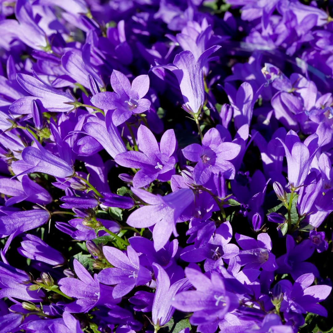Campanula pers. 'Coerulea' | 24 pezzi - 10-25cm - Ø9cm - Pianta da giardino