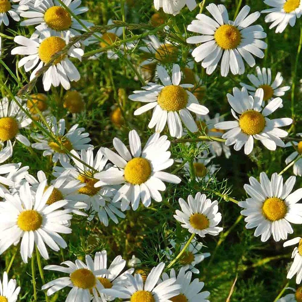 LIVE GREEN Herb Seeds | Chamomile Medicinal Plant Seeds For Planting in Home Garden (50 Seeds Pack), multi-color (LG-HBRD-FL1798) (B09BV7BP6K) Amazon Price History, Amazon Price Tracker