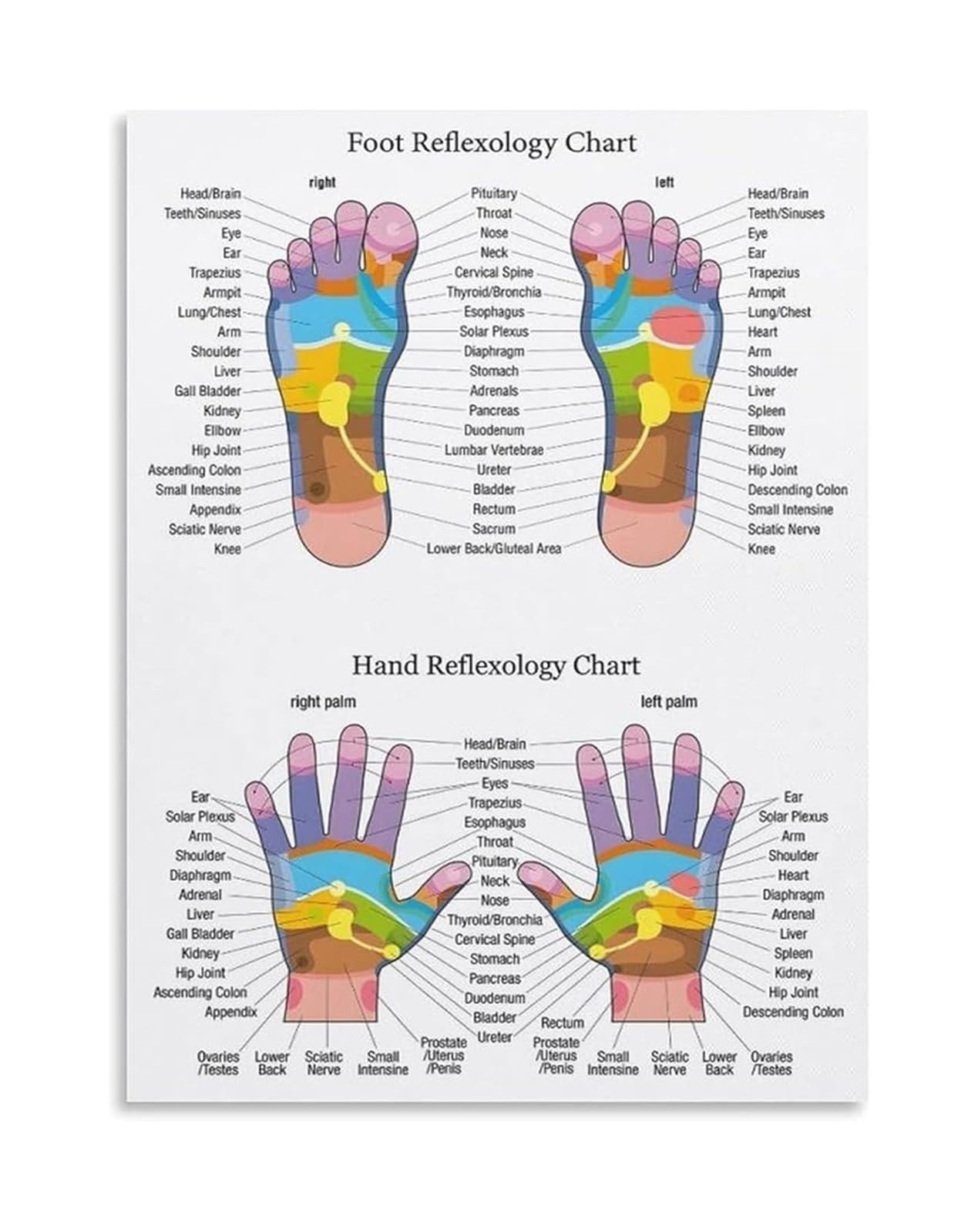 Mdbjtcyzn Framed Foot And Hand Anatomy Poster Chart For Clinic Classroom Study Room(,16X24inch(40X60cm))