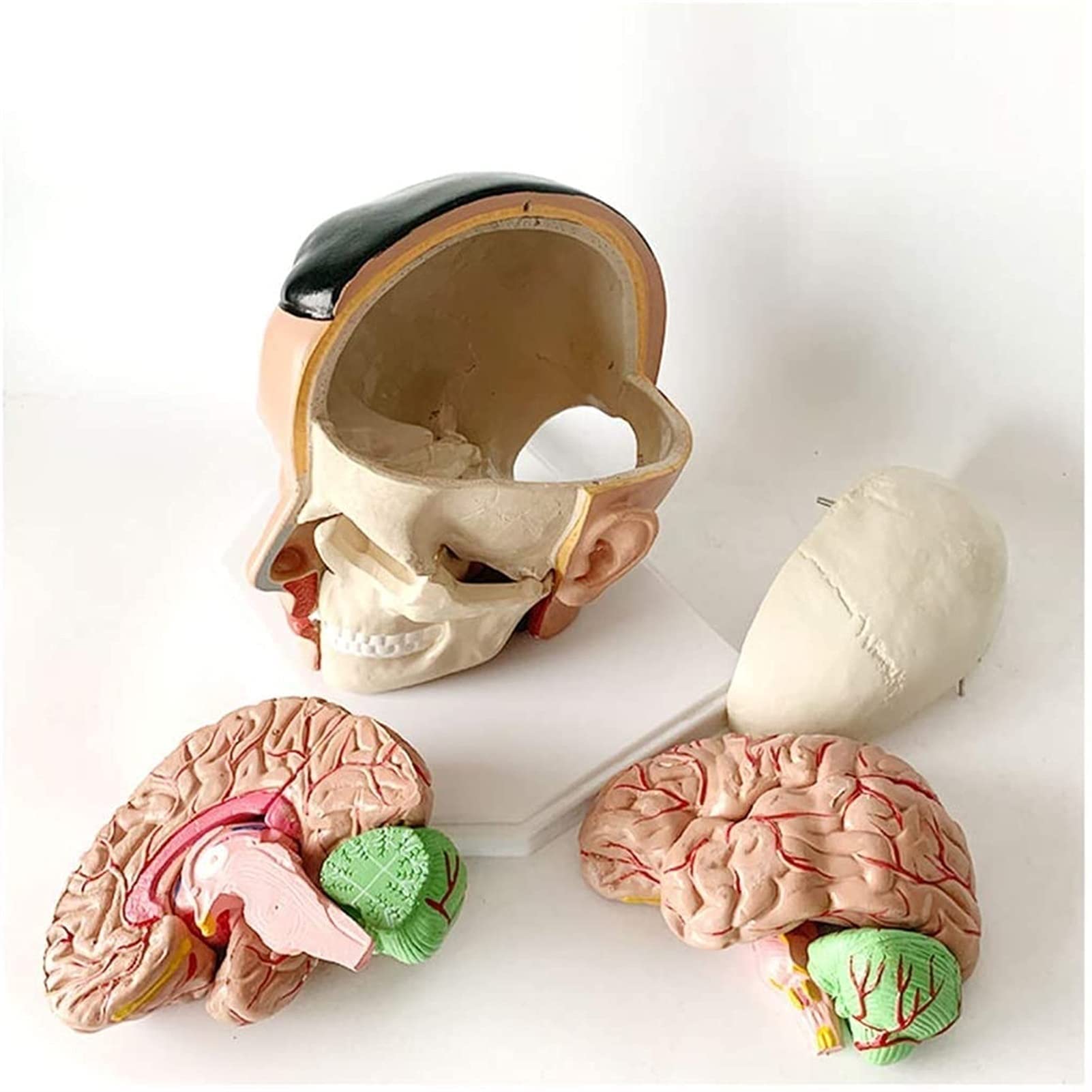 Modelo Cuerpo, Modelo Esqueleto, Modelo Educativo, Modelo Cerebro, Modelo Arteria Craneal, Cerebro Humano Extraíble Ayuda Educativa Médica, Equipo Laboratorio