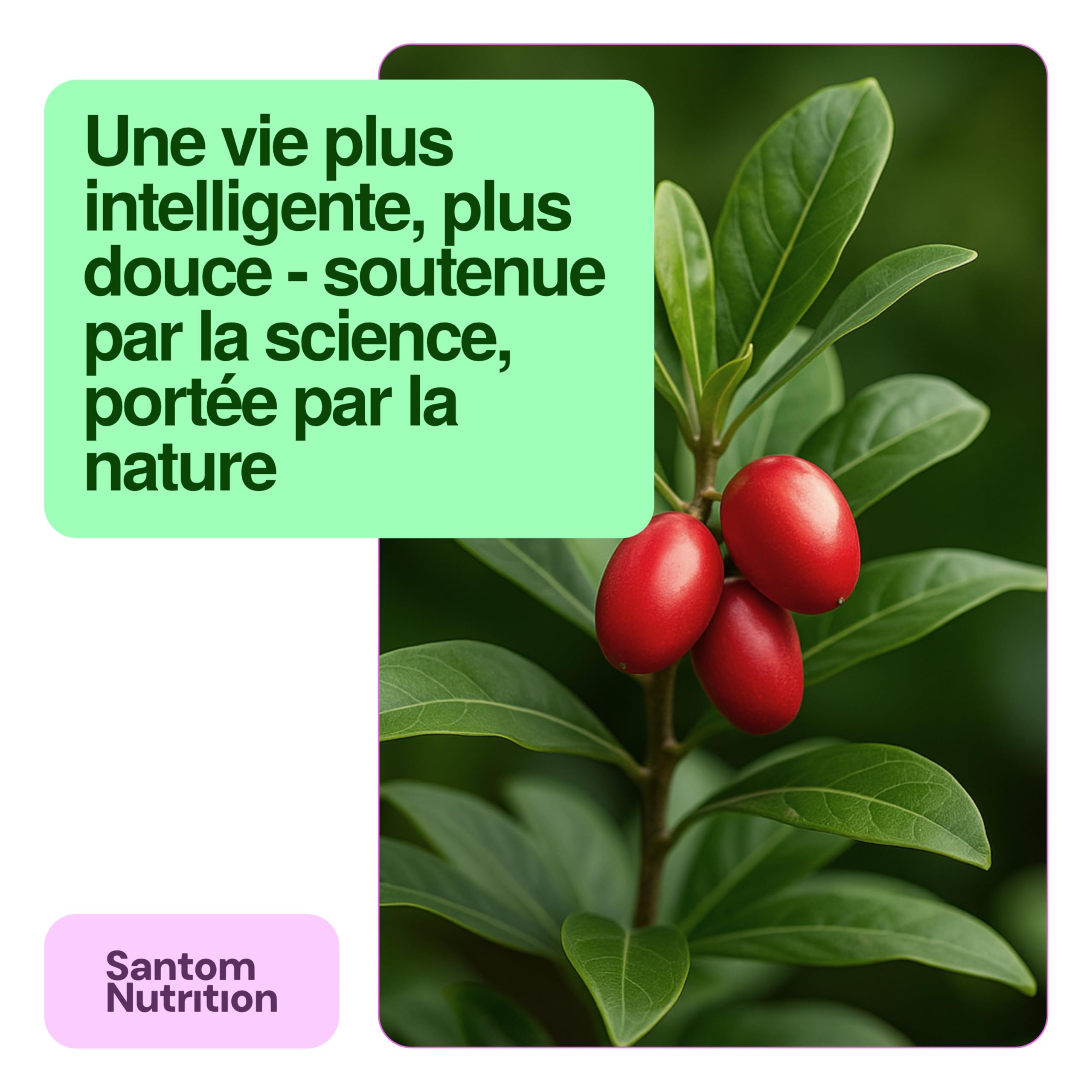 TasteCare Pastilles de Baie du Miracle | 30 Comprimés Baie Miracle | Miracle Berry | Miraculine Naturelle | Transforme l'Acide en Sucré | Sans Sucre | Collation Saine et Fête | Fabriqué en UE