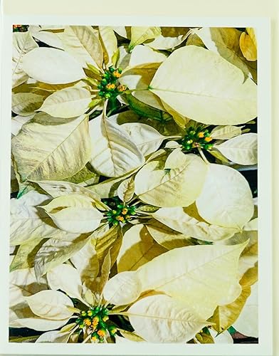 Miniatura 37 de Blooming Flowers – Orquídea Phalaenopsis – Tarjetas fotográficas de alta gama, pesadas y suaves, 8 con 10 sobres de colores, juego en caja