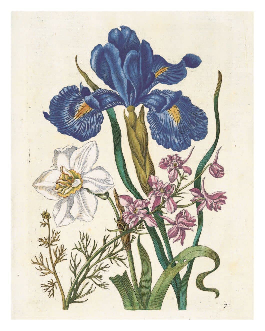 Pull-Out Posters: Maria Sibylla Merian: 22 Pull-Out Posters