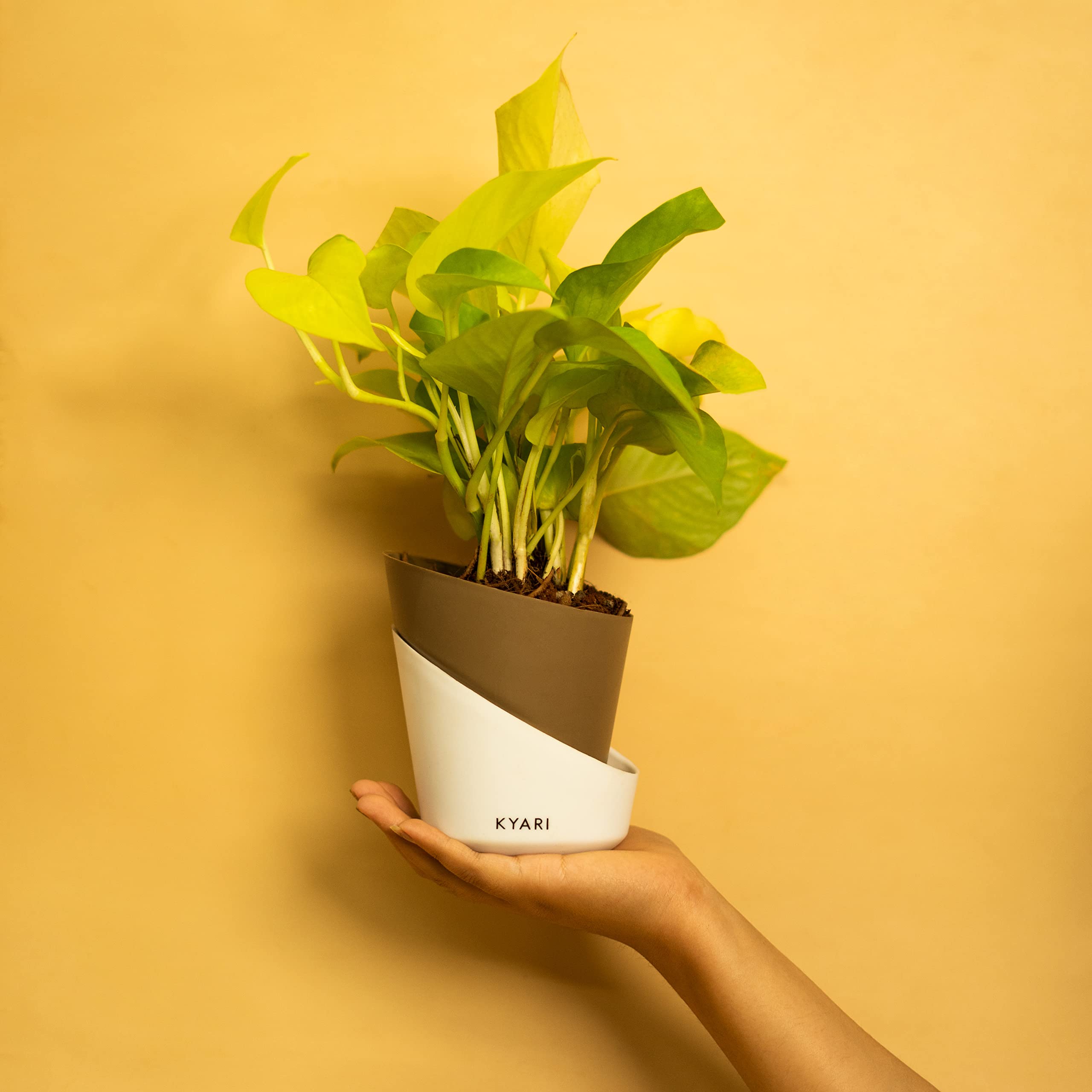 KYARI Golden Money Indoor Plants for Living Room | Live Plants | Plants with Dusky Brown Self Watering Pot for Home | Air purifier plants | Plants for Home Decor | Plants for Garden & bedroom