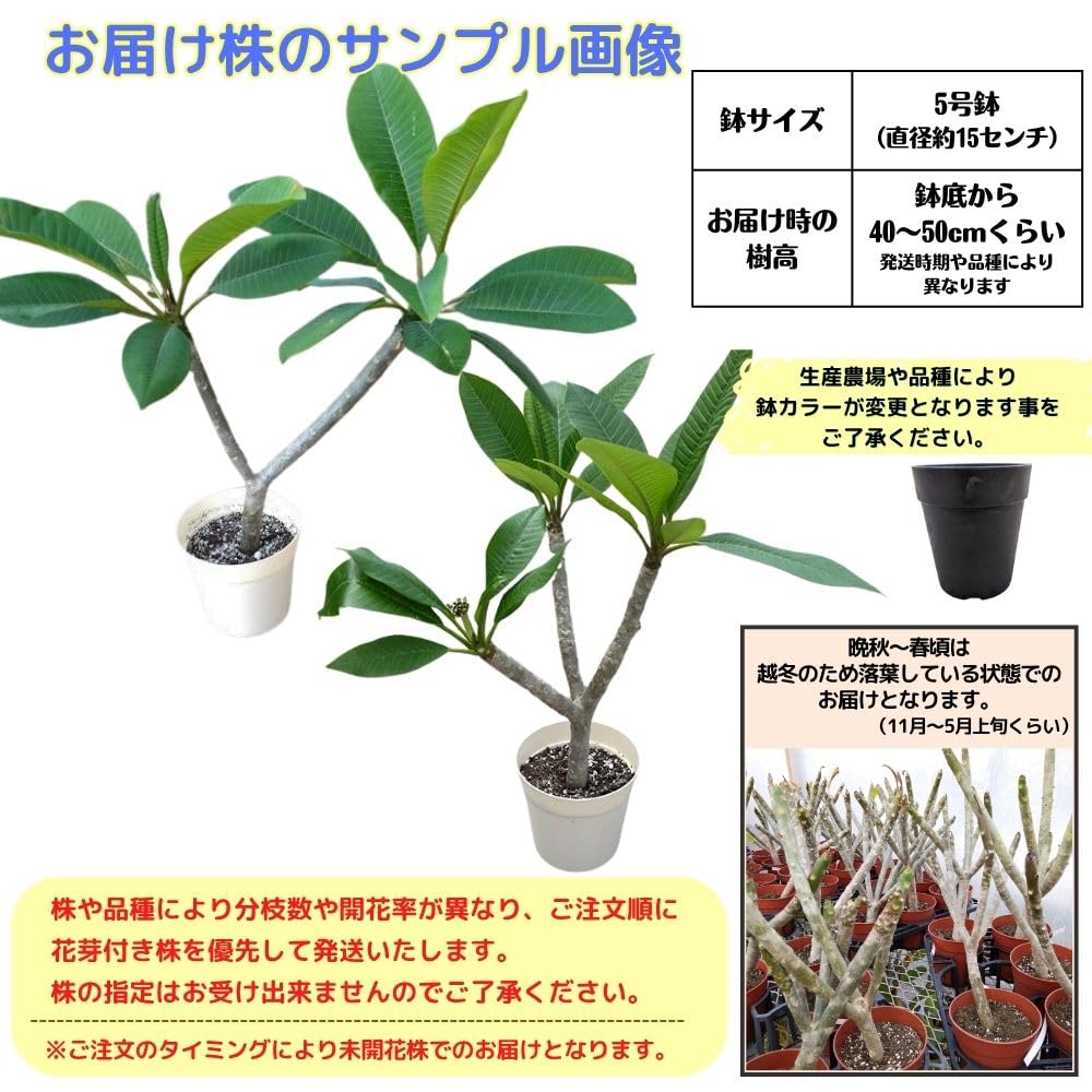 Amazon.co.jp: プルメリア ミニホワイト 5号鉢 ☆スタンダード