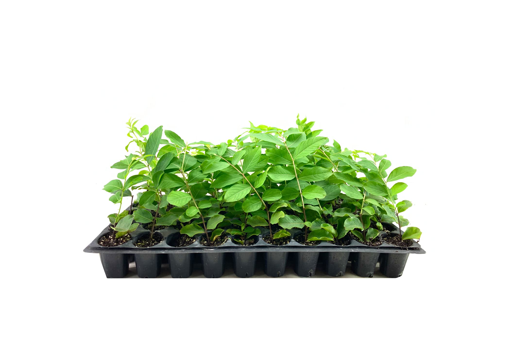 Buy Crape Myrtle Natchez 3 Live s Lagerstroemia Indica Beautiful