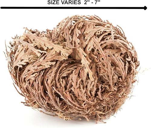 Miniatura 8 de TWO Jumbo Rose of Jericho Flower  Flor de Jericó - Planta de Resurrección I Selaginella Lepidophylla  Rosa Seca I Rosa Sagrada I Doradilla Planta